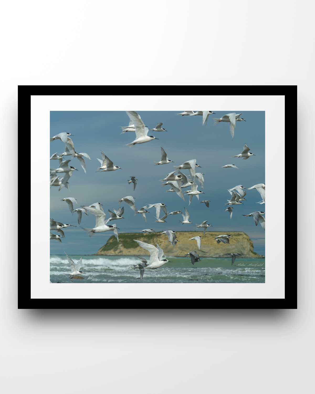 Fine Art White Faced Terns Wildlife Print - New Zealand Bird Photography